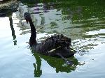 Aves