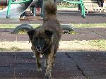 Cães