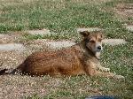 Cães