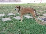 Cães