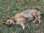 Cães