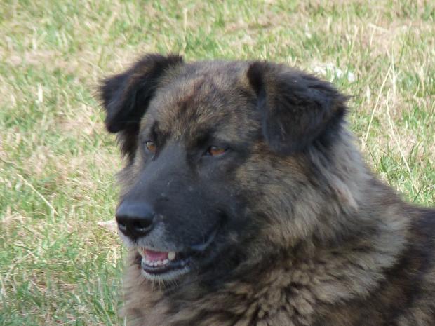 Cão
