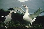 Aves
