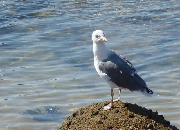 Gaivota-de-asa-escura