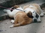 Cães