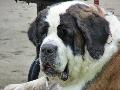 Cão de São Bernardo