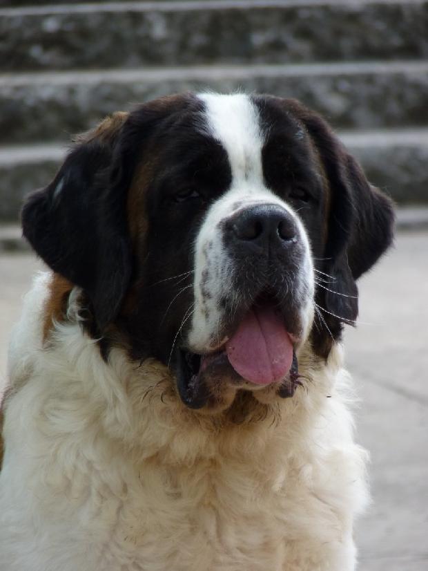 Cão de São Bernardo