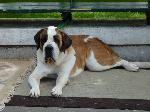 Cães