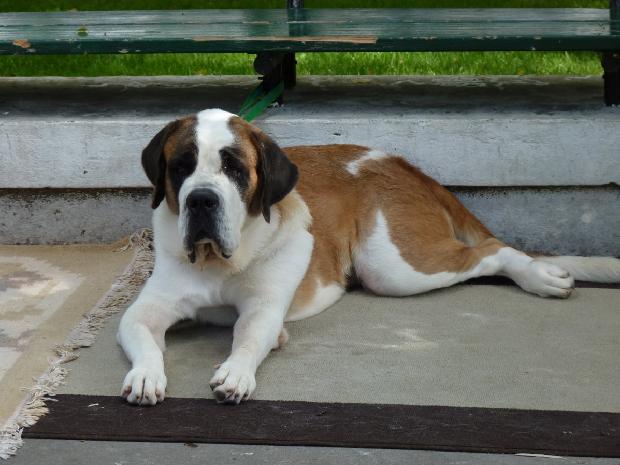 Cão de São Bernardo