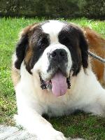 Cães