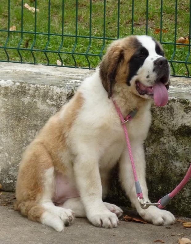 Cachorro São Bernardo