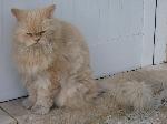 Gatos