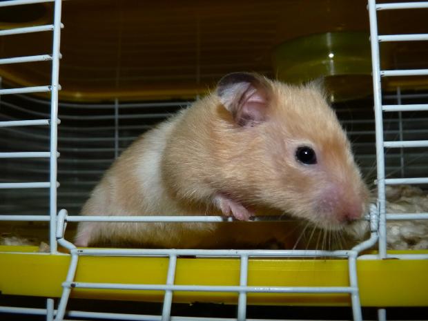 Hamster