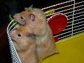 Hamsters
