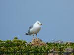Aves