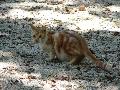 Gato