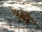 Gatos
