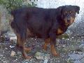 Rottweiler