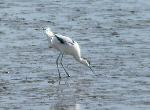 Aves