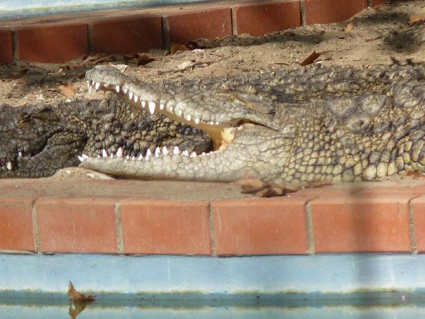 Crocodylus niloticus