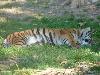 Dormir com um tigre de Bengala