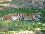 Tigre <i>(Panthera tigris)</i>