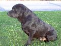 Retriever do Labrador