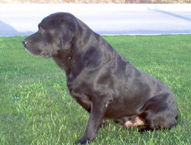 Retriever do Labrador