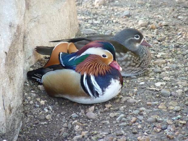 Casal de patos-mandarim