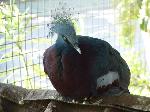 Aves
