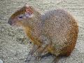 Agouti