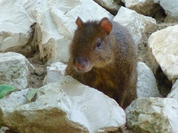 Agouti