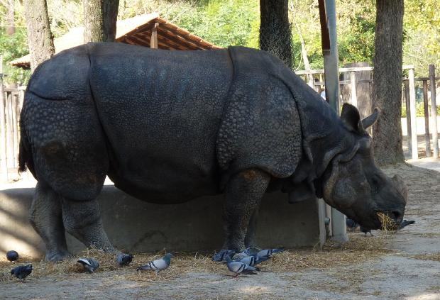 Indian Rhinoceros