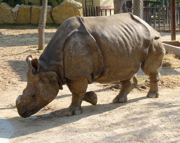 Indian Rhinoceros