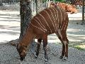 Tragelaphus eurycerus isaaci