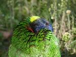 Aves