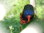 Aves