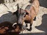Animais de quinta