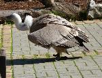 Aves