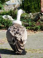 Aves