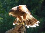 Aves