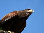 Aves