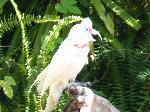 Aves