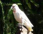 Aves