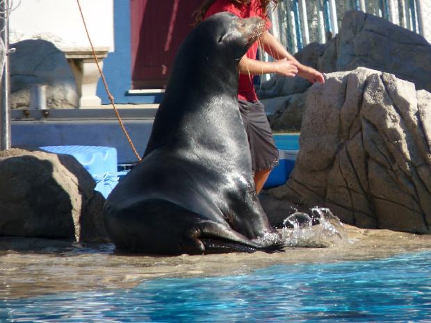 Leões-marinhos - Zoológico de Lisboa