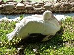 Aves