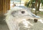 Aves