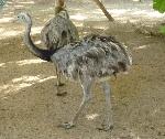 Aves