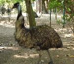 Aves