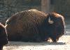 Bisonte-americano <i>(Bison bison)</i>